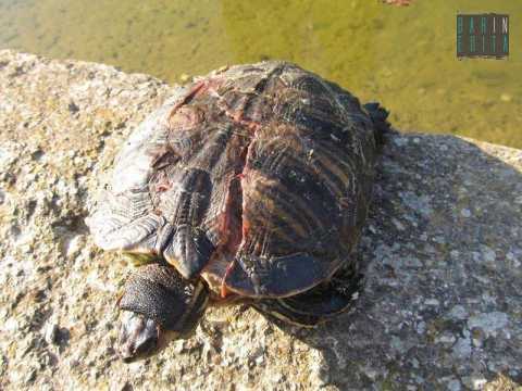 Parco 2 Giugno, c' chi lancia sassi contro le tartarughe. E le uccide